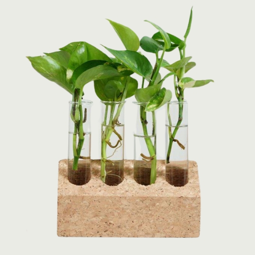 Multi Plants Cork Planter Box